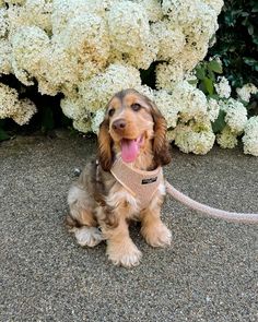 a brown and black dog sitting on top of a sidewalk next to white hydrangeas