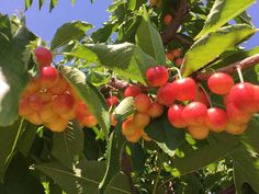 the fruit is growing on the tree and ready to be picked from it's branches