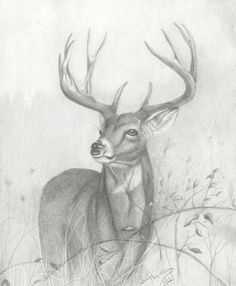 a pencil drawing of a deer standing in tall grass