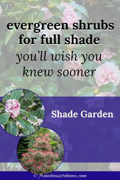 Evergreen Shrubs For Full Shade You'll Wish You Knew Sooner (Shade Garden) | Evergreens Landscape Stairs