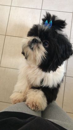 a small black and white dog sitting on top of a person's leg in front of a tile floor