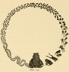 an image of a circle with animals and plants in it, as well as the words fig