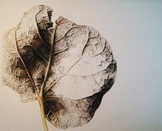 Environmental Art Projects, Decay Art, Leaf Skeleton, Leaf Drawing, Artist Blog, I Am An Artist, Graphite Drawings, Drawing Artist