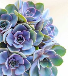 a bunch of purple and green succulents in a vase