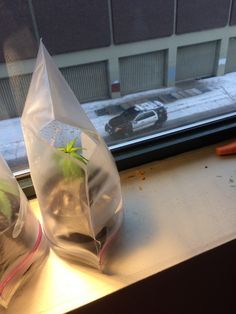 two bags filled with plants sitting on top of a window sill