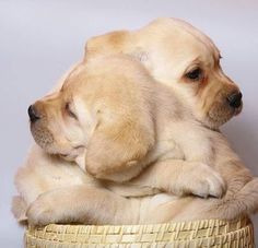 two puppies cuddle together in a basket with the caption, sometimes it's better to put love into words