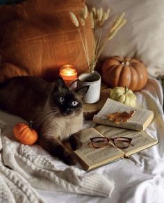 a cat laying on top of a bed next to an open book and some pumpkins