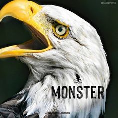 an eagle with its mouth open and the words monster on it