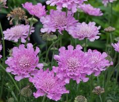 pink flowers are blooming in the garden