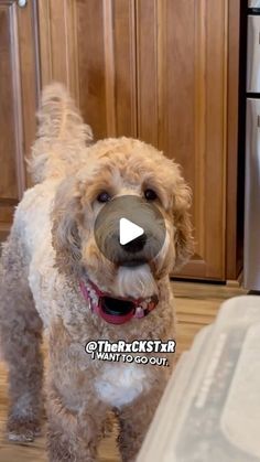 a dog standing in the kitchen with a nose ring on it's face and looking at the camera