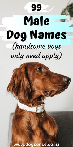 a brown dog sitting on top of a couch with the words 99 male dog names handsome boys only need apply