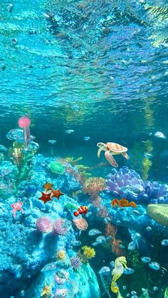 an underwater scene with many different types of fish and sea animals in the ocean water