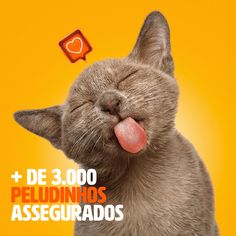 a cat sticking its tongue out with the caption de 3 000 peludinhos assegrados