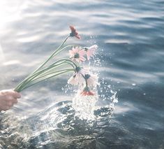 someone is holding flowers in the water and splashing them with their hands on it