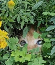 a cat peeking out from behind some green plants and flowers with its eyes wide open