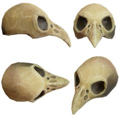 three different views of the same bird's skull