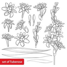 set of flowers and leaves in black and white royalty illustration