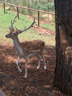 a deer standing next to a tree near a fence