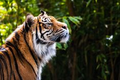 a close up of a tiger near some trees