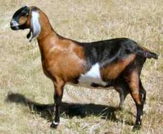 a brown and white goat standing on top of a dry grass field