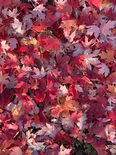 red and yellow leaves are on the ground