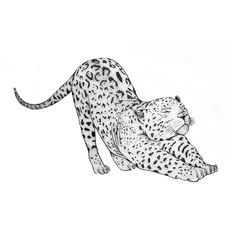 a black and white drawing of a cheetah laying on it's back