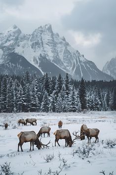 a herd of elk grazing on snow covered ground with mountains in the backgroud