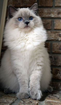 a white cat with blue eyes sitting in front of a brick wall and looking at the camera