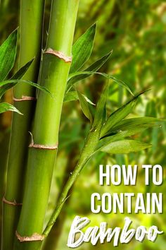 an image of bamboo with the words how to contain bamboo