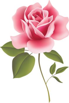 a pink rose with green leaves on a white background