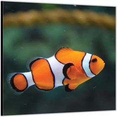 an orange and white clownfish swimming in the water near a roped coral reef