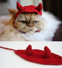 a cat wearing a knitted hat with horns on it's head and another photo of a cat in a crochet hat