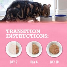 a cat eating out of a bowl on top of a pink countertop next to three bowls