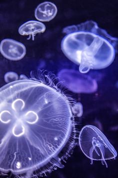 some jellyfish are swimming in the water