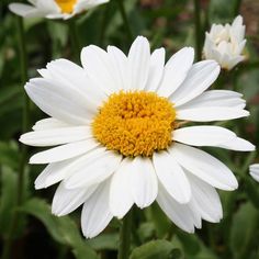 white and yellow flowers with green leaves in the background