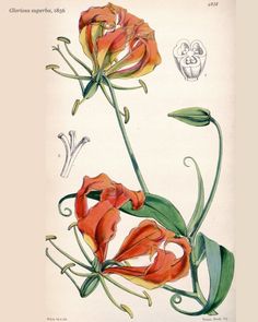 two orange flowers with green leaves on a white background, one flower is red and the other is yellow