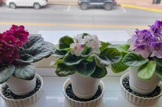 three potted plants sitting on top of a window sill next to a car