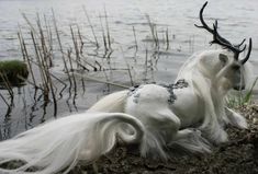 a white horse laying on top of a field next to a body of water with long hair