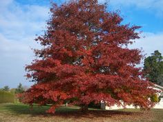 a large red tree in front of a white house on a sunny day with blue skies