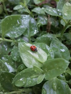 a ladybug sitting on top of a green leafy plant with water droplets