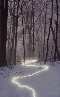 a light trail in the snow with trees and branches around it, on a foggy day