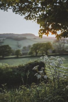 the sun is setting over a field with white flowers in front of a fence and trees