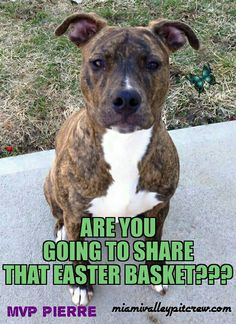 a brown and white dog sitting on top of a cement floor next to grass with the caption are you going to share that easter basket?