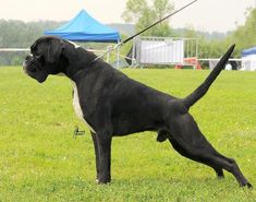 a large black dog standing on top of a lush green field