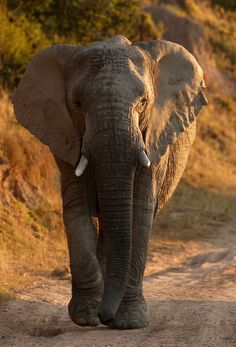 an elephant walking down a dirt road with trees in the backgrouds and grass on either side