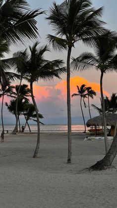 palm trees line the beach as the sun sets