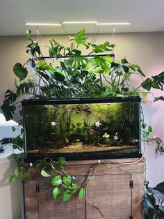 a fish tank filled with plants on top of a wooden cabinet