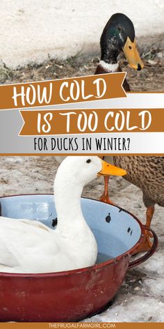 two ducks in a bowl with the words how cold is too cold for ducks in winter?