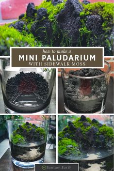 several pictures of plants and rocks with text overlay that reads, how to make a mini palladrum with sidewalk moss