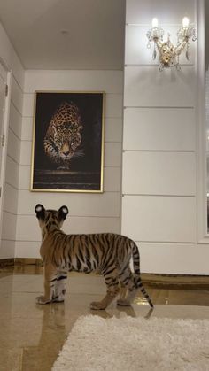 a tiger standing in the middle of a room